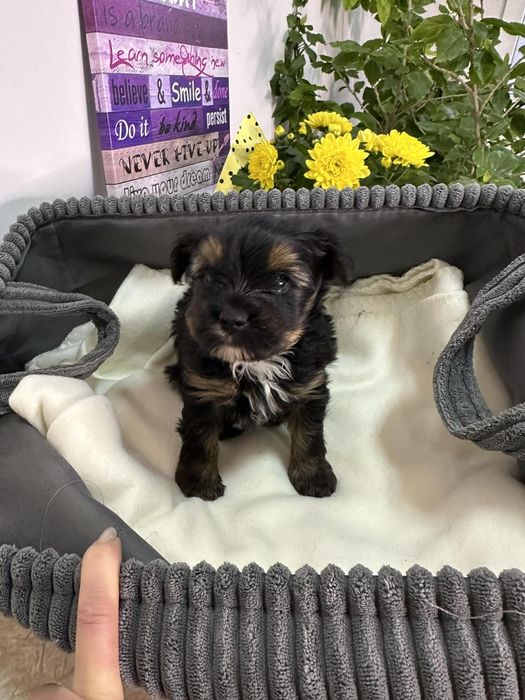 Йоркширски териер