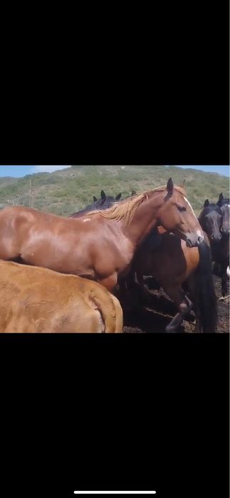 Ассаумағалейкум! Айғыр сатылады