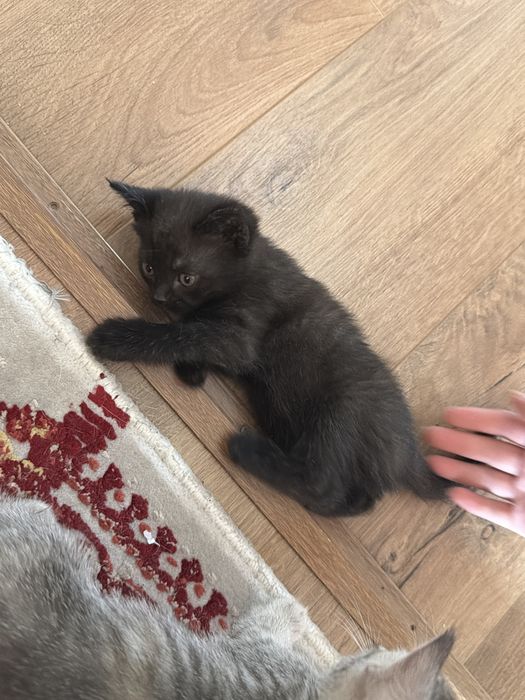 Продаются котята, мама британка