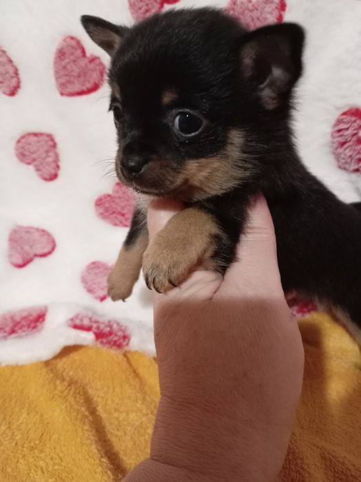 Продам щенка шпице тоя