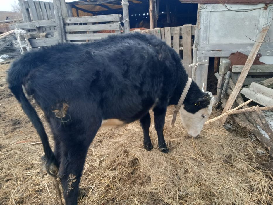 Продам продам…..