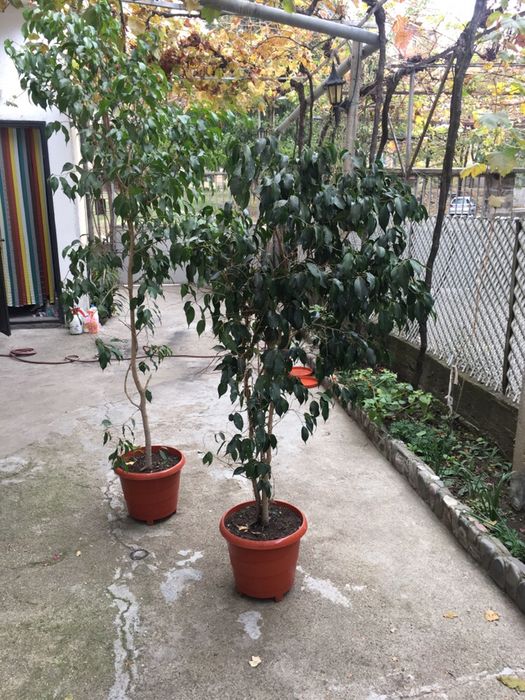 Фикус Бенджамин