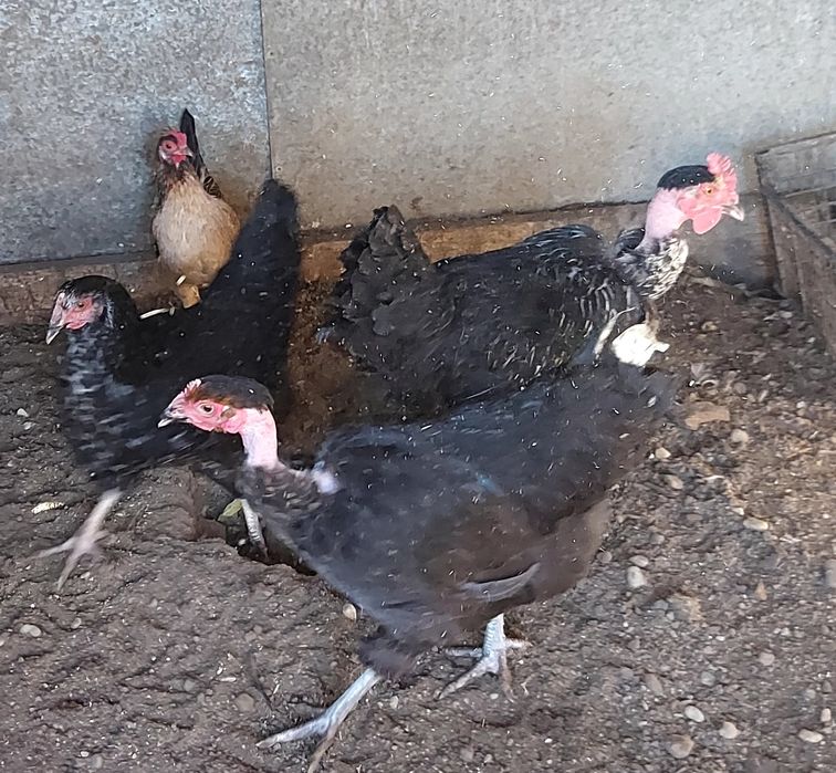 Gaini de țară de vanzare