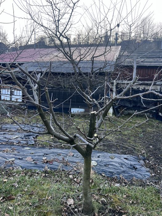 Curatare pomi fructiferi, tuya, plante ornamentale, irigatii