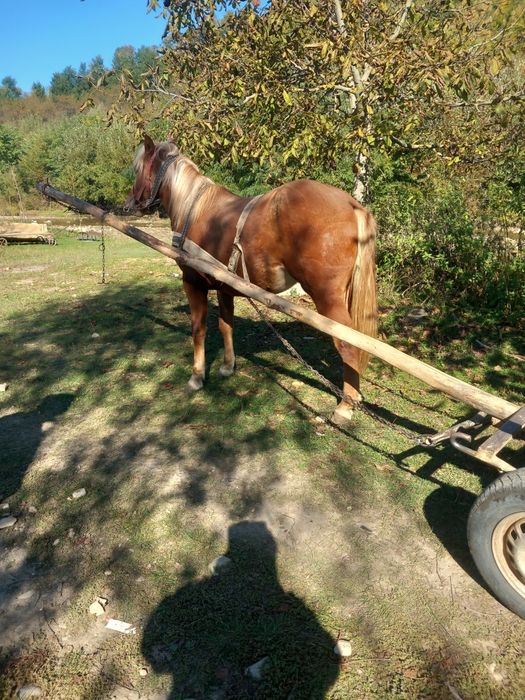 Manz de vanzare ...