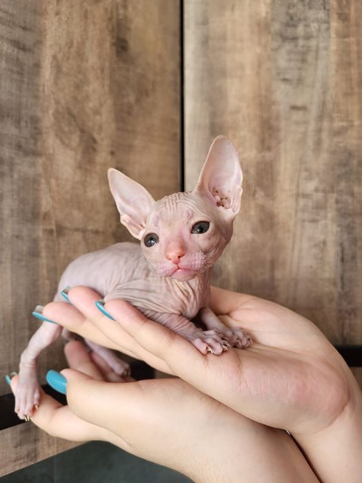 Котёнок породы сфинкс