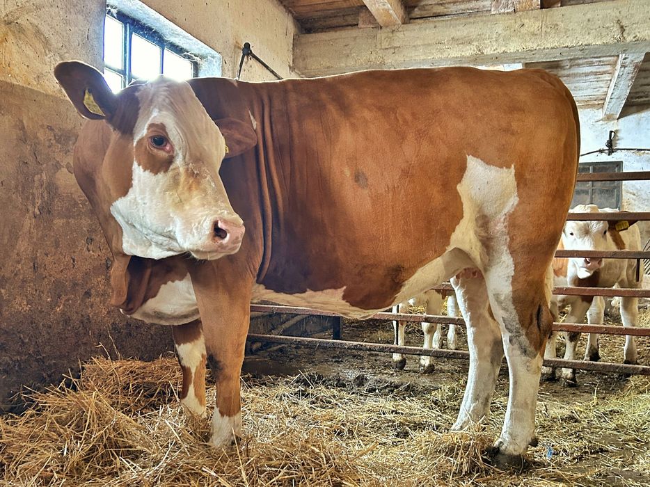 Vaci și juninci de vânzare