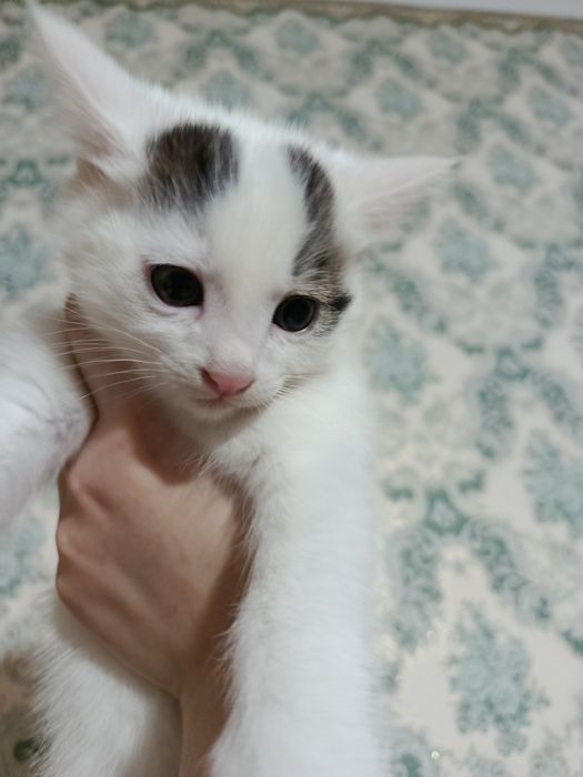 В добрые руки! Очаровательный котенок-мальчик, 2 месяца