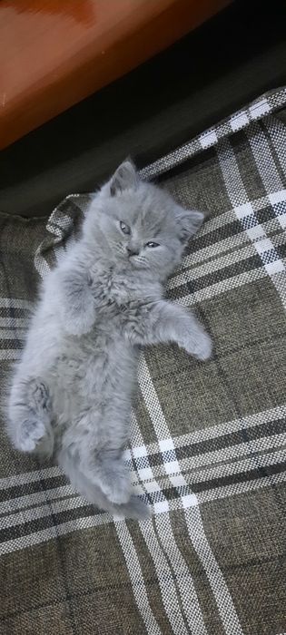 Продаётся котёнок Скоттиш страйт (девочка)