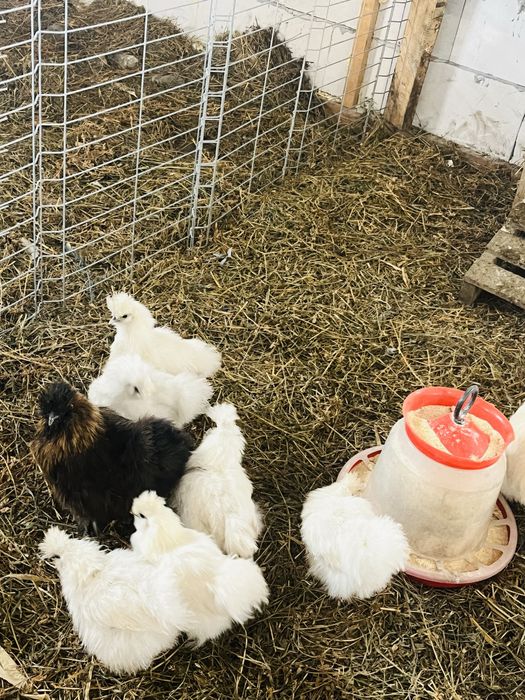 Oua incubat - matase japoneza