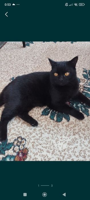 Скотиш страет продам срочно