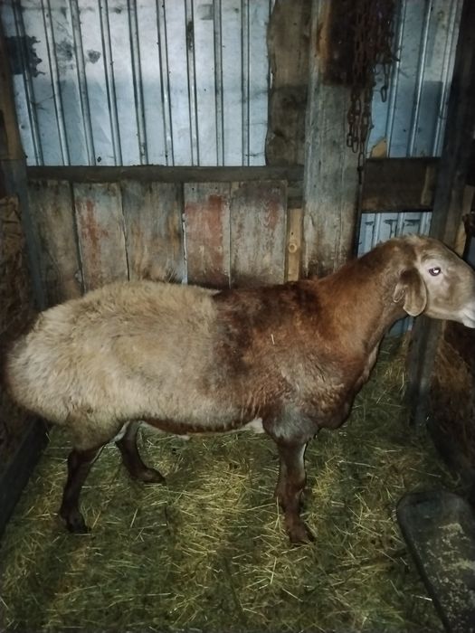 Кошкар гисар 3,5 года