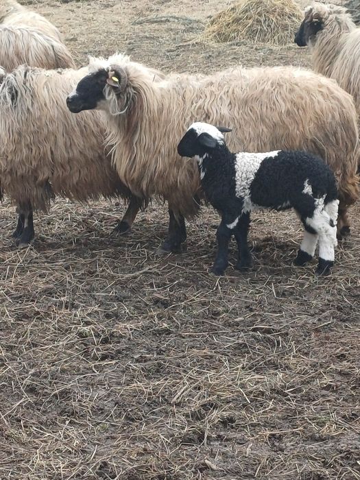 4 oi fatate de vanzare