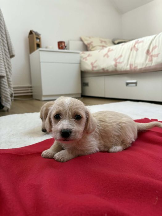 Căței Teckel își caută un cămin iubitor