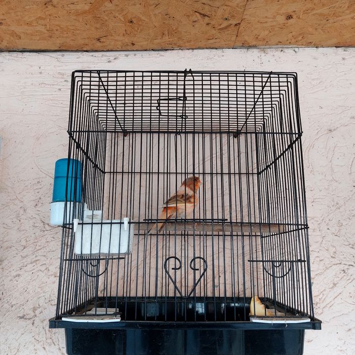 Прадётся канарейка самец