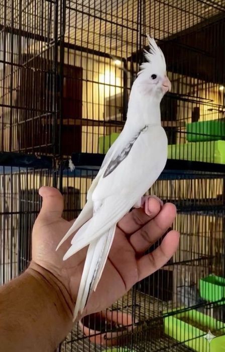 Papagal nimfa alb de vanzare