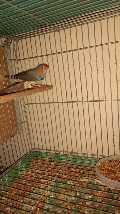 Амадины зебровые клетки