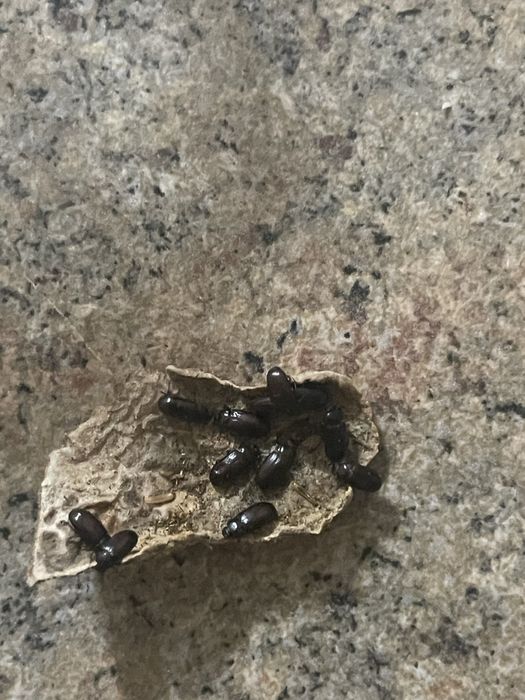 Продам жук знахарь Чернотелка