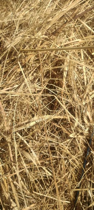 Рулонни бали сено и бали люцерна 2025