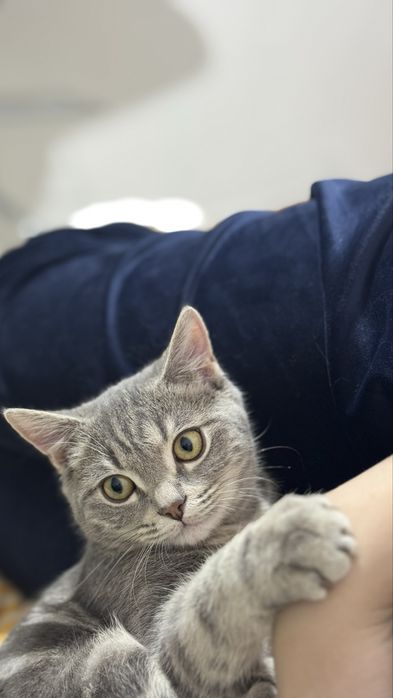 котенок подросток скоттиш страйт