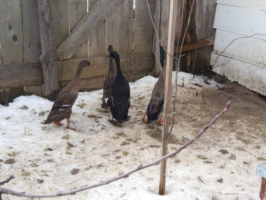 Vând , schimb rațe alergătoare indiene