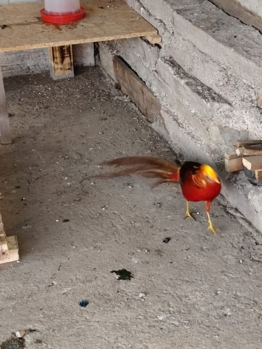 Vind Rate mandarine o pereche de îndiene un gascan de pomenaria
