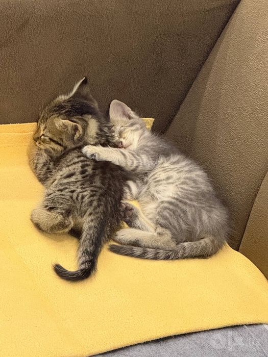 Отдам в добрые руки котята бесплатно