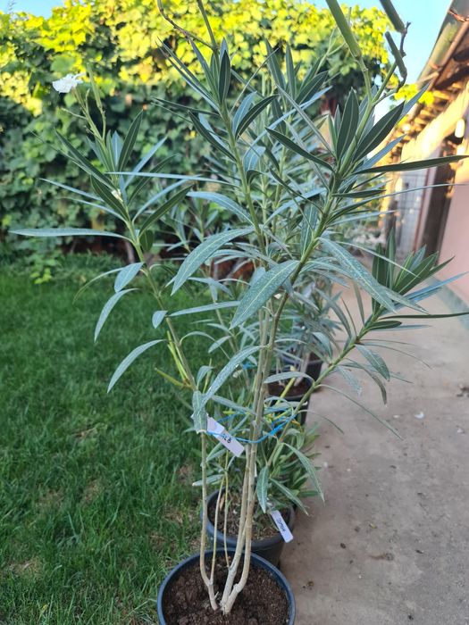 Leandrii de vânzare