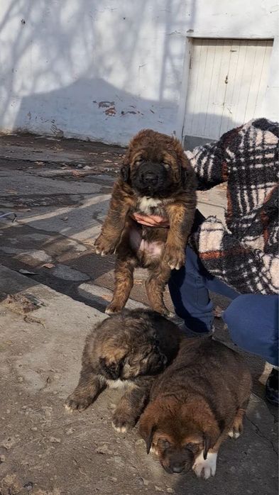 Щенки кавказской овчарки