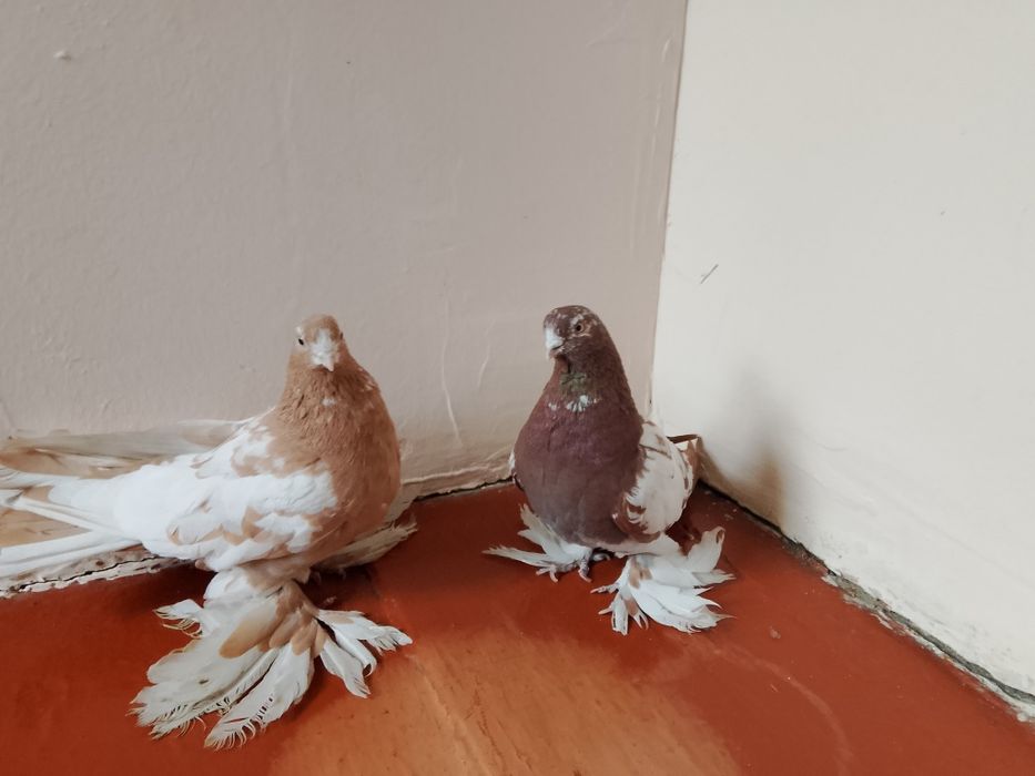 Голуби .капканы.гладкие .