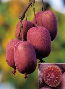 Kiwi (Soiul Ken 's Red )