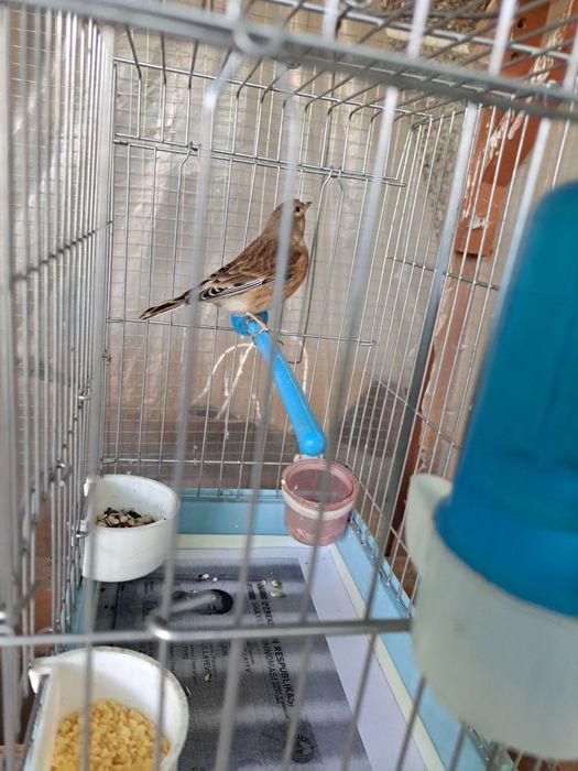 зеленушка и репел