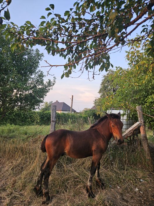 Vând manz de sase luni