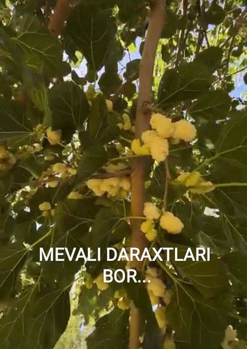 3 sotix yer sotiladi