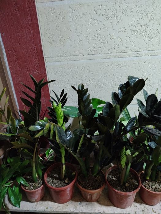 Замиокулькас, комнатные растения, цветы, гуллар