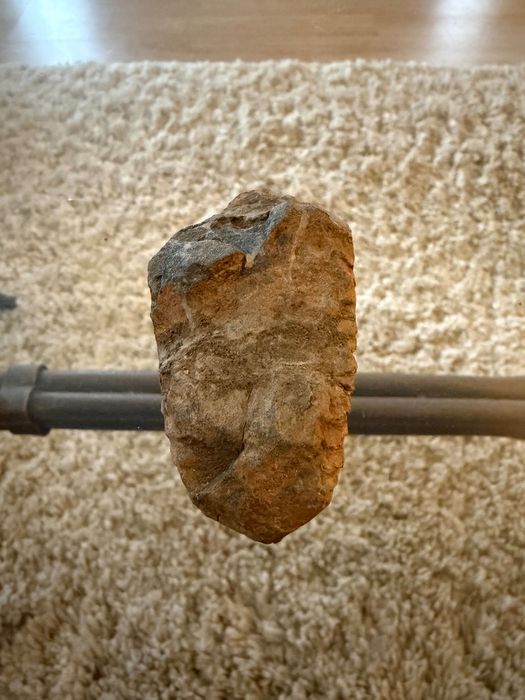 Fosilă Trilobit Phacops – Devonian – Autentic  ~ 390 milioane ani!