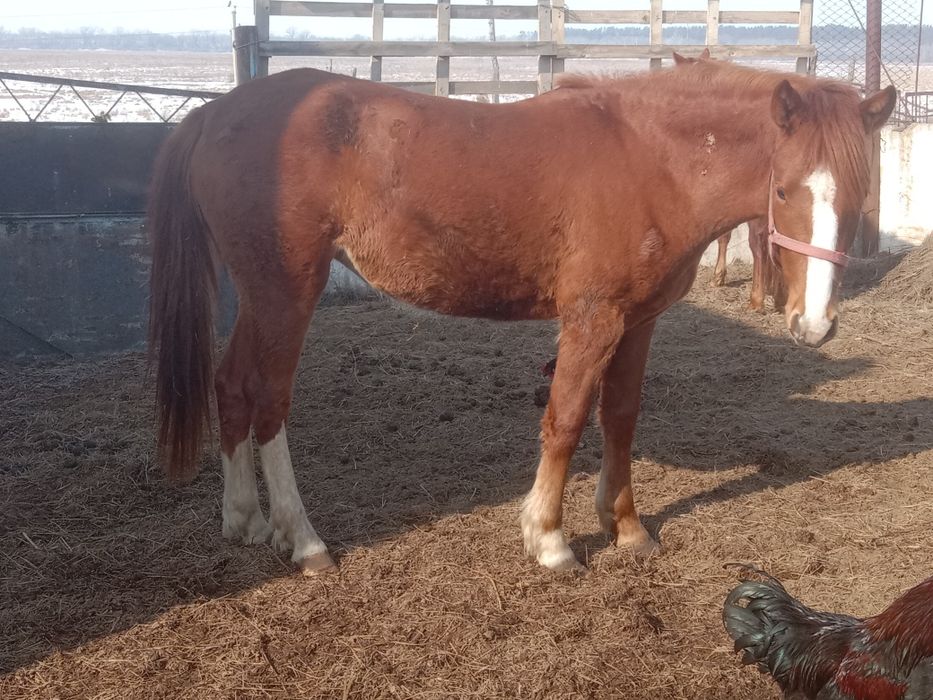 Продам две кобылы