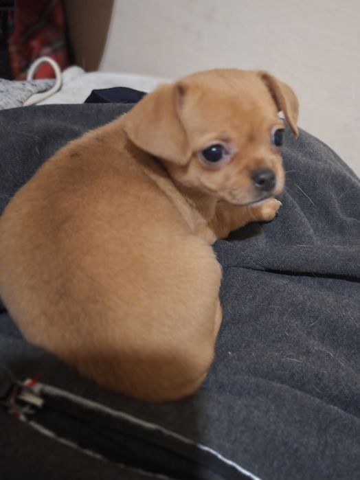 Мини чихуахуа,две момчета и две момичета.