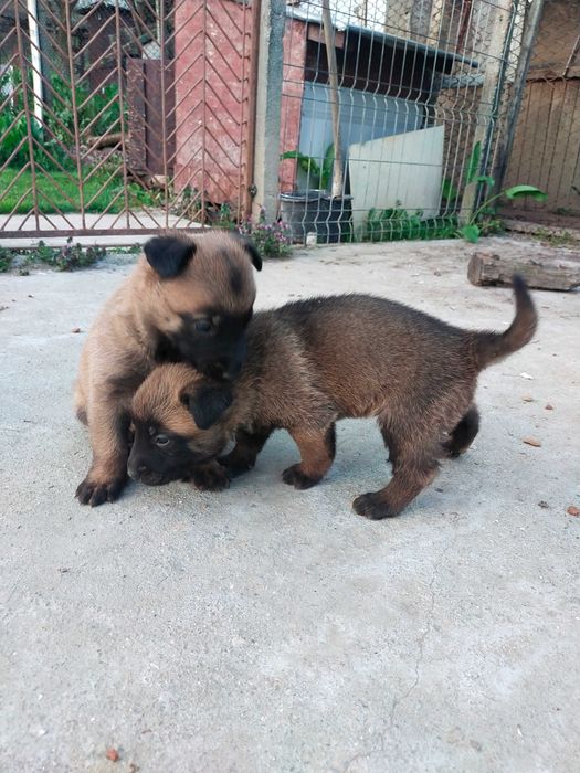 Ciobanesc belgian MALINOIS