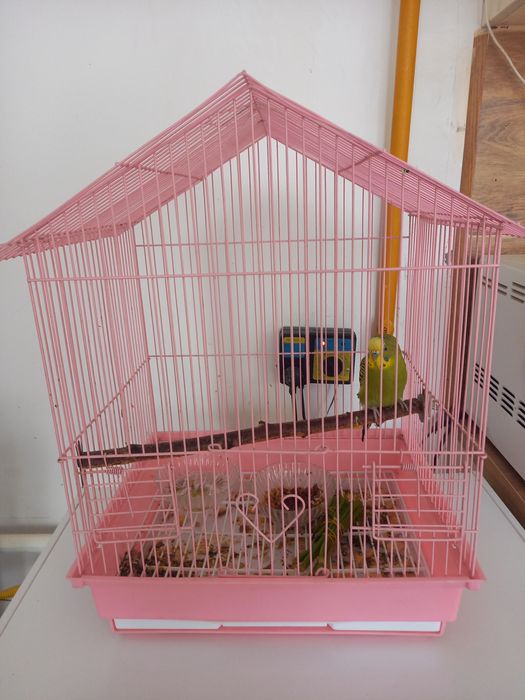 Тор , ұя, клетка, тотықұс, папугай