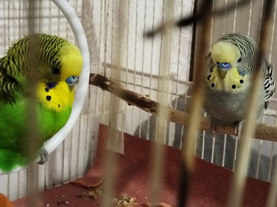 попугаи с клеткой