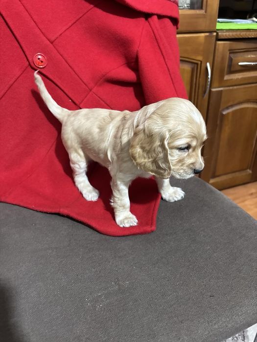 Кокер шпаньол . Малки кученца