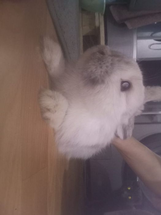 Кролик декоративный