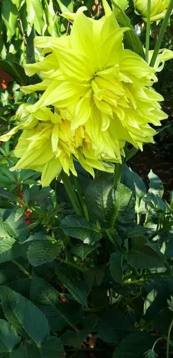 Dallii uriase - bulbi 5 lei mici 10 lei mari