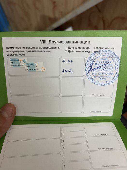 Щенок Ам стафа 2,5 месяца