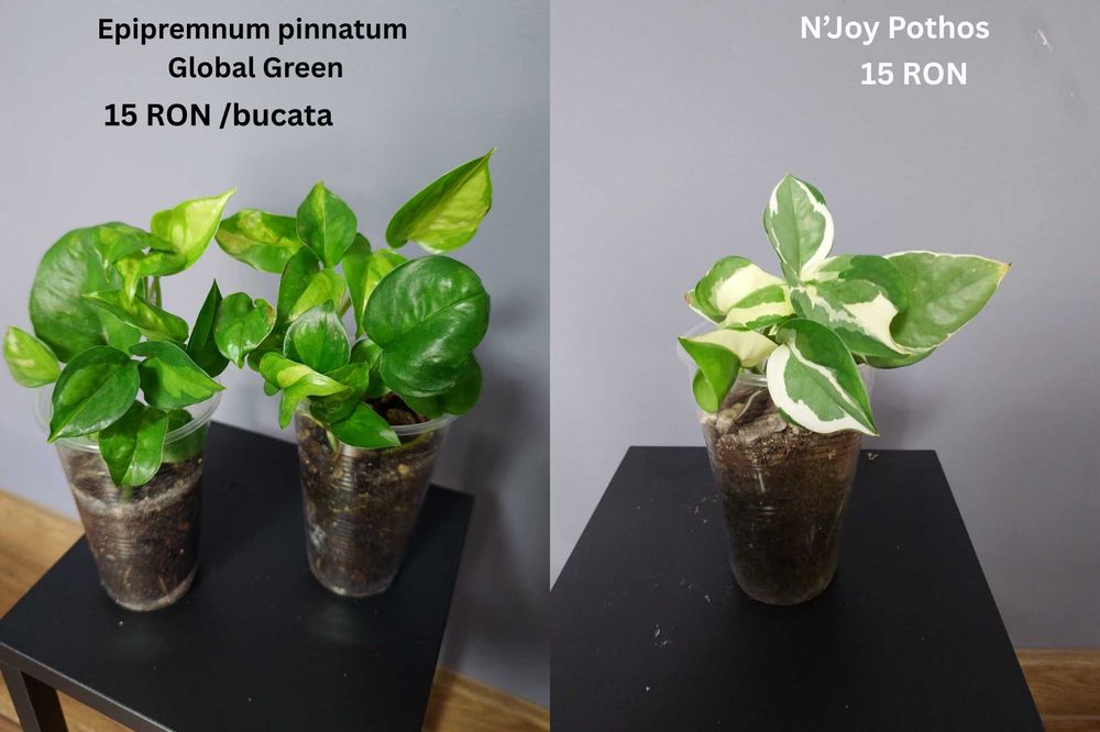 Plante de apartament