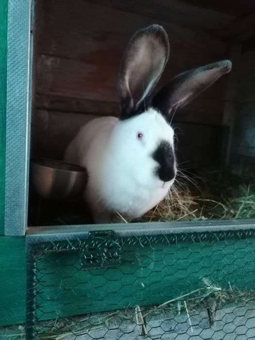 Uriaș de Transilvania femele și masculi