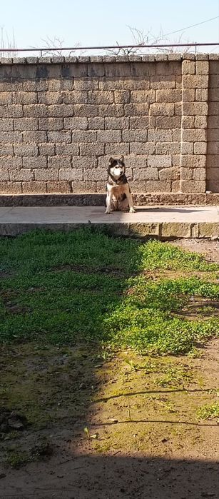 Hatik 1000% tazas qiz bola