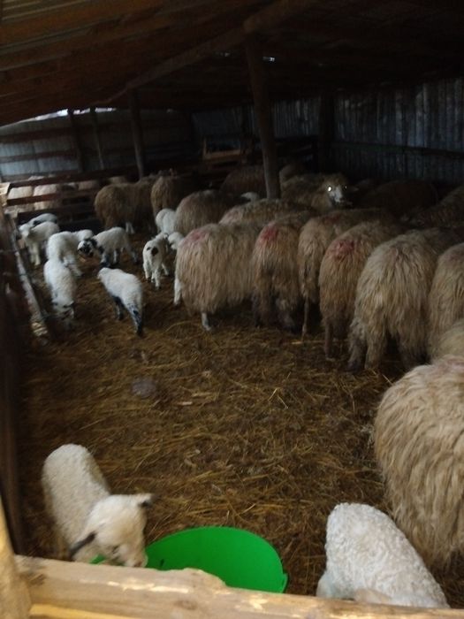 Oi de vinzare oi fătate oi depuse de fătare