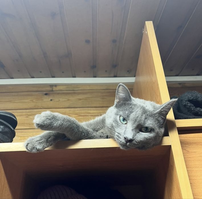 СРОЧНО пропала кошка